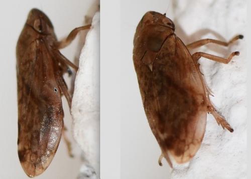 Philaenus spumarius